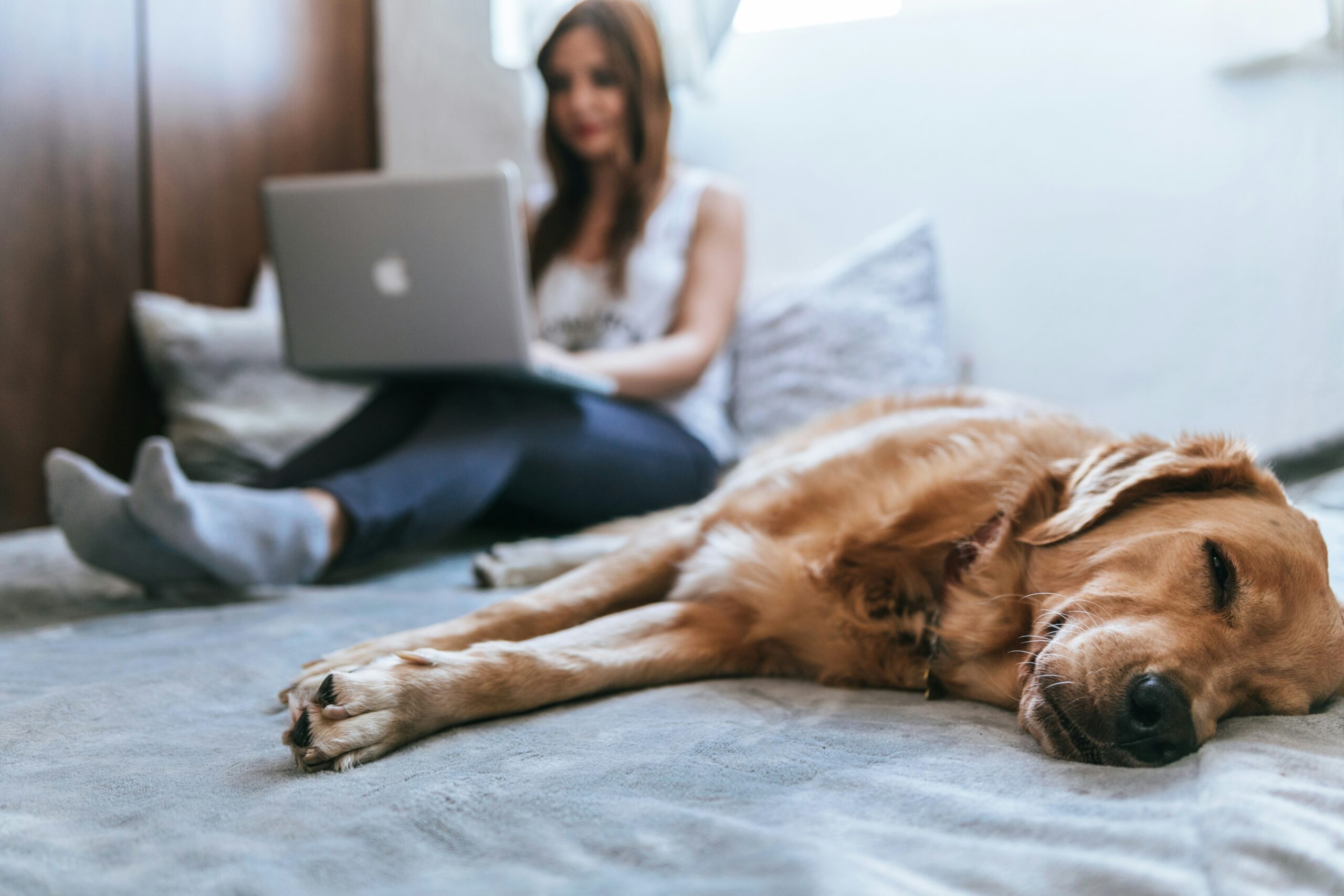 Netviet Review Shares Pet Care Knowledge